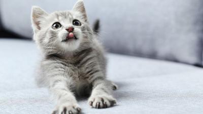Почему у кошек выпадает шерсть клоками: причины появления болячек на коже и возможные заболевания котов