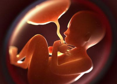 Плацента На Ранних Сроках Беременности Фото