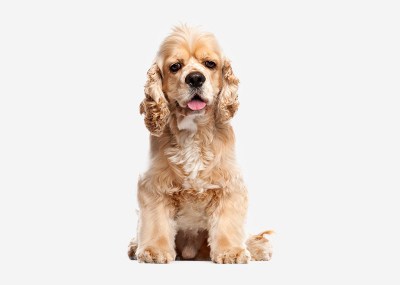 Маленькие породы собак для квартиры недорогие нелиняющие с названиями