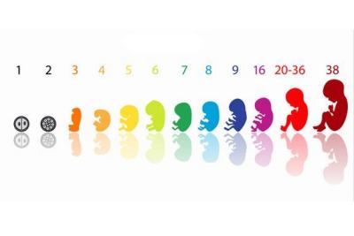 Как меняется матка при беременности. Как изменяется высота дна матки по неделям беременности