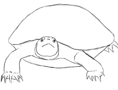 Как нарисовать черепах карандашом поэтапно