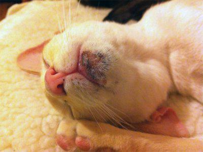 Схема лечения акне у кошек thumbnail