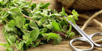 marjoram spice