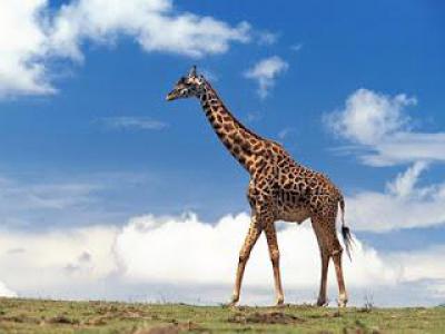 Как зовут детеныша жирафа?