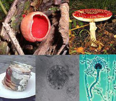 Какие грибы размножаются спорами