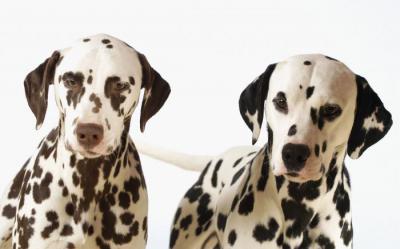Породы собак которые похожи на московскую сторожевую породу