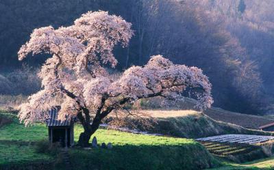 Природа Японии Фото