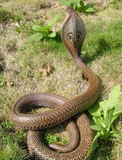 Змеи Виды Фото