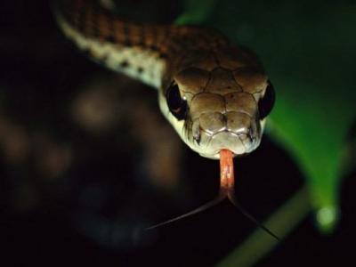 Змеиный Язык Фото