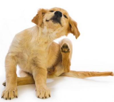 лечение лишая в домашних условиях у собак