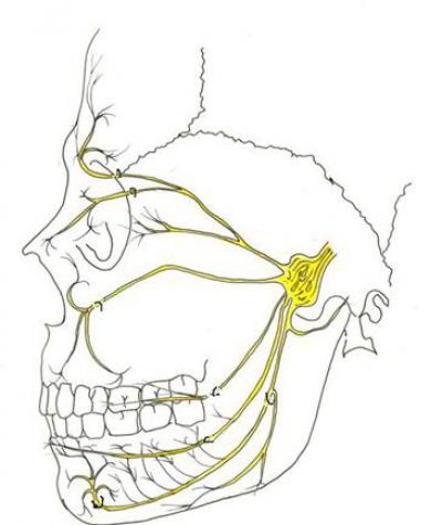 Лицевой нерв челюсти. Ветви тройничного нерва анатомия. 3 Ветвь тройничного нерва. Ветви тройничного нерва схема. Тройничный нерв схема.