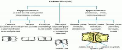 Как называется полуподвижное соединение костей. картинка Как называется полуподвижное соединение костей. Как называется полуподвижное соединение костей фото. Как называется полуподвижное соединение костей видео. Как называется полуподвижное соединение костей смотреть картинку онлайн. смотреть картинку Как называется полуподвижное соединение костей.