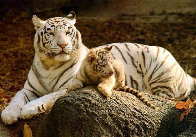 Бенгальский тигр альбинос жил у испанского наркоторговца