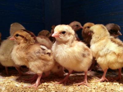 Как отличить цыплят курочек от петушков