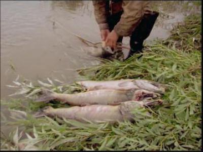 Иткуль озеро (Хакасия) – место для рыбака