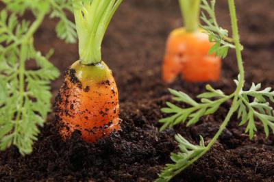 Какую почву любит морковь