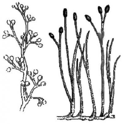 Риниофиты первые растения освоившие наземно воздушную. Псилофиты и риниофиты. Водоросли псилофиты споровые растения. Риниофиты первые наземные растения. Риниофит Риния.