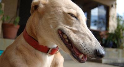 Собака сережа улыбается порода