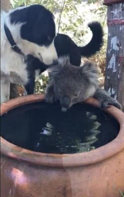 В разгар аномальной жары пес поделился своей водой с коалой, вызвав умиление у пользователей Сети (видео)
