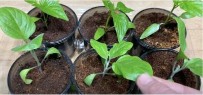 Картофельный отвар для рассады перцев и помидоров и практически из отходов делаем необычный стимулятор роста, с которым растения растут на глазах