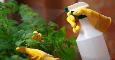 Применение чистотела на даче и 5 полезных способов применения чистотела