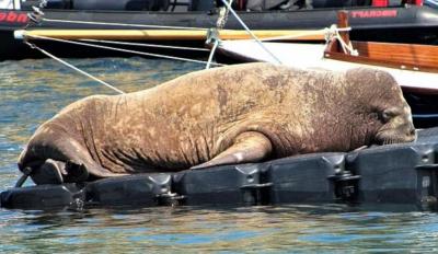 Риски встреч с лодками и важность плавучего дивана для ирландского моржа