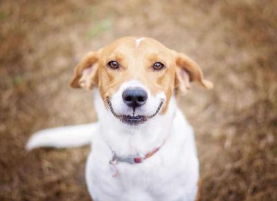 Как называется порода собак которые улыбаются