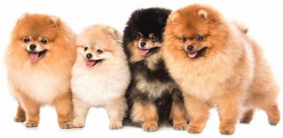 Порода китайских собак похожих на плюшевую игрушку