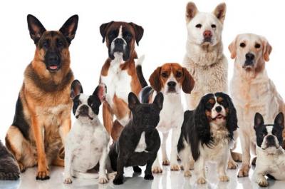 Разные породы собак для разных людей